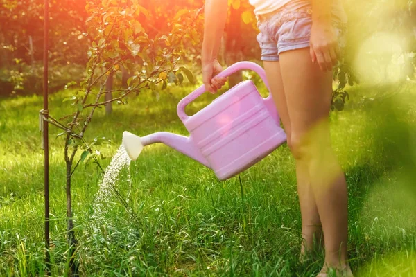 The girl is watering a violet apple tree in a green garden, close-up, copy space