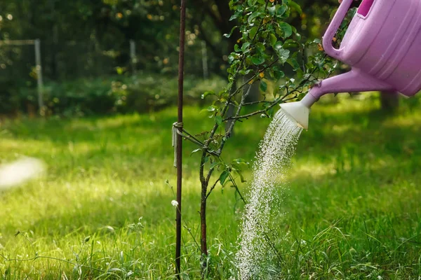 The girl is watering a violet apple tree in a green garden, close-up, copy space