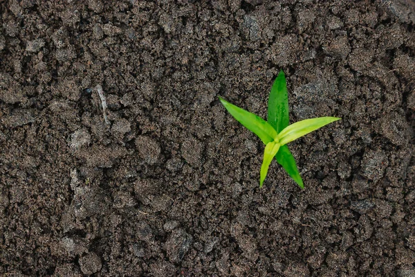 緑の地球上面から芽コンセプト新たな始まり — ストック写真