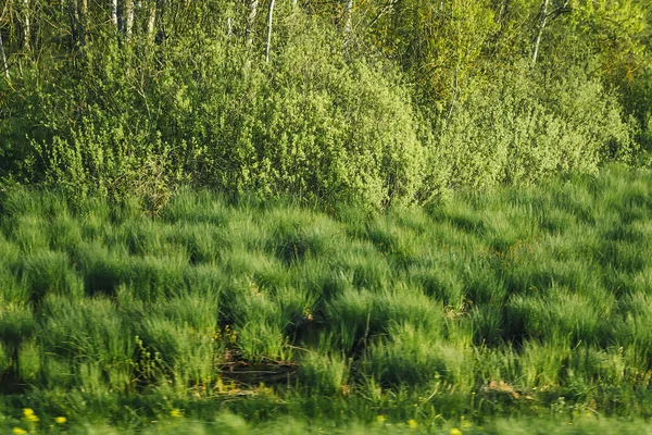 Vihreän Luonnonpuun Hämärtyminen Puiston Taustalla — kuvapankkivalokuva