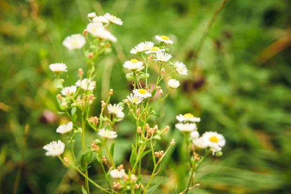 Mnóstwo Kwiatów Rumianku Letnia Łąka — Zdjęcie stockowe