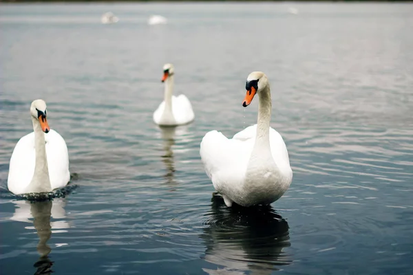 White Swans Stand Water Backdrop Lake — Stock Photo, Image