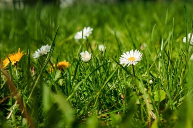 Bir sürü papatya çiçek bir yaz çayır üzerinde