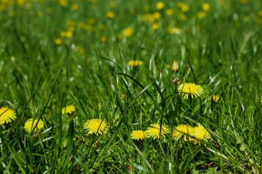 Sarı dandelions yeşil çimen, yeşil alan