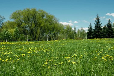 Sarı dandelions yeşil çimen, yeşil alan ve mavi gökyüzü
