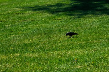 Küçük karga yeşil çim üzerinde kuş. Doğa ve çevre.