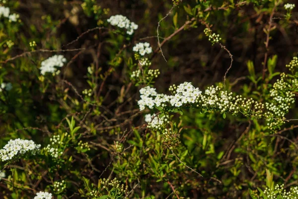 Spiraea Alpine Voorjaar Bloem Witte Bloeiende Struik — Stockfoto