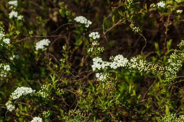 Spiraea Alpine Frühlingsblume Weiß Blühender Strauch — Stockfoto