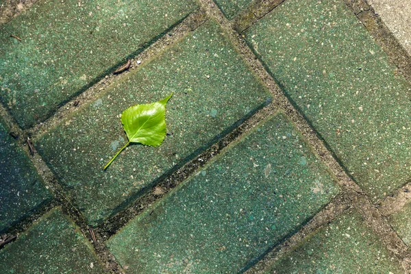 Grüne Blätter Gegen Asphalt Textur Hintergrund — Stockfoto