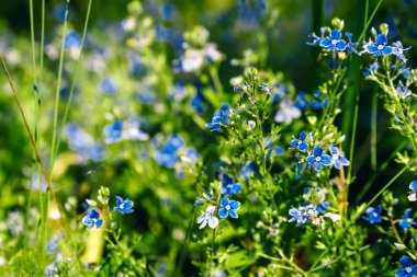 Nemophila bahar mavi arka plan yeşil, çiçek çiçekler.