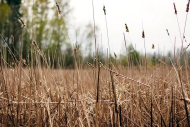 Kuru ot kırmızı çimen, kuraklık, sonbahar.