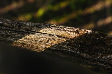 Karınca yakın çekim ahşap doku, günlük.