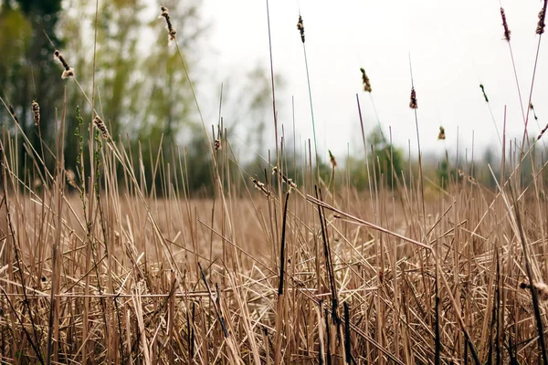 Kuru ot kırmızı çimen, kuraklık, sonbahar.