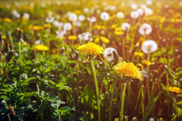 Piękny Żółty Kwiat Mniszek Tle Trawa Zbliżenie — Zdjęcie stockowe