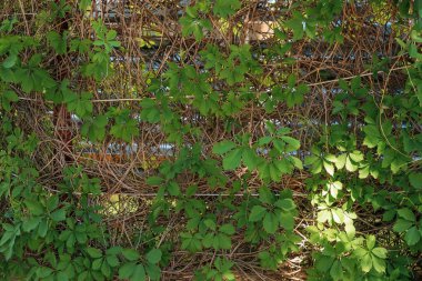 Yeşil bitkiler doğal arka plan, bir duvar tırmanma bitkiler