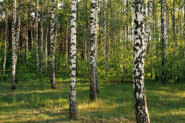 Huş ağacı ormanı. Birch Grove. Beyaz huş gövdeleri