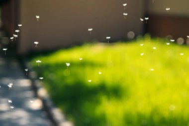 Rüzgar, yeşil arka planda Blowball RIPE karahindiba tohum sinek.