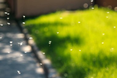 Rüzgar, yeşil arka planda Blowball RIPE karahindiba tohum sinek.