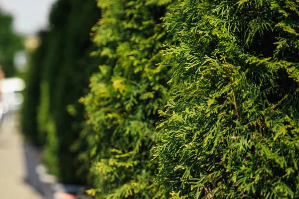 Şehir Schengen, Lüksemburg, yaz aylarında eski bir manastırın görünümü