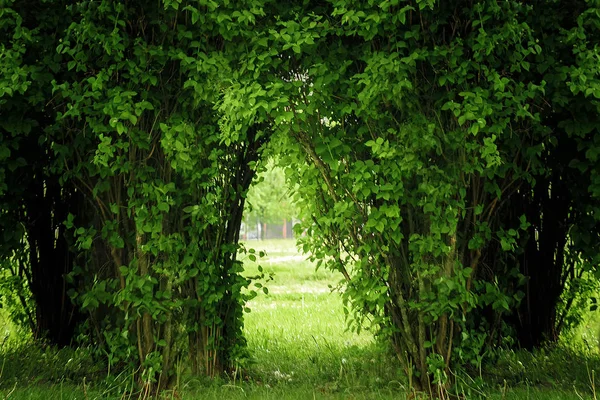 A green tunnel of trees with light at the end, on a nice summer\'s day in a park.