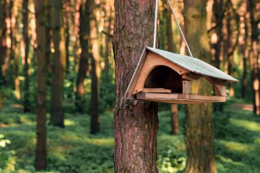 forest Park, el ahşap barınak kuşları kışı geçirmek için bir ağaçta kuş yuvası