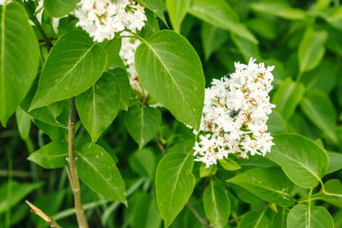 Beyaz Lila. Seçici odak kopya alanı