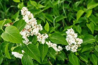 Beyaz Lila. Seçici odak kopya alanı