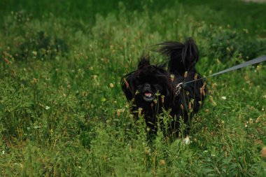 köpek doğurmak Pekingese yeşil çimenlerin üzerinde