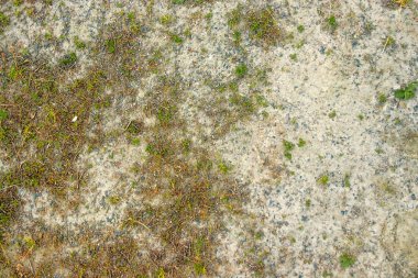 Perfect square seamless grass texture. Ideal for a tiled background, or for texturing a 3D model. clipart