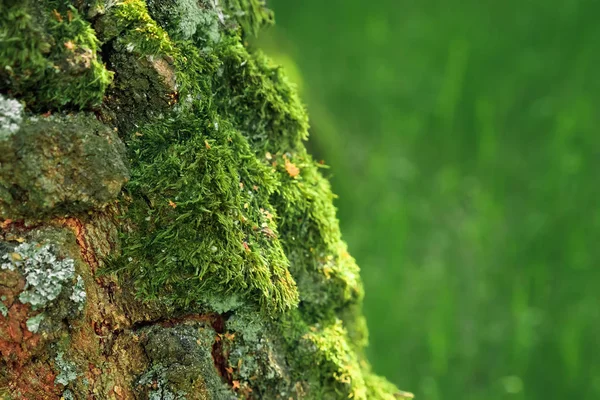 木の樹皮にいくつかの緑の苔や小さな植物の詳細ビュー — ストック写真