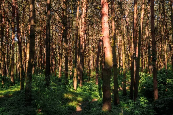 Morgen Einem Kiefernwald — Stockfoto