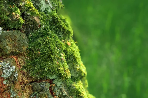 木の樹皮にいくつかの緑の苔や小さな植物の詳細ビュー — ストック写真