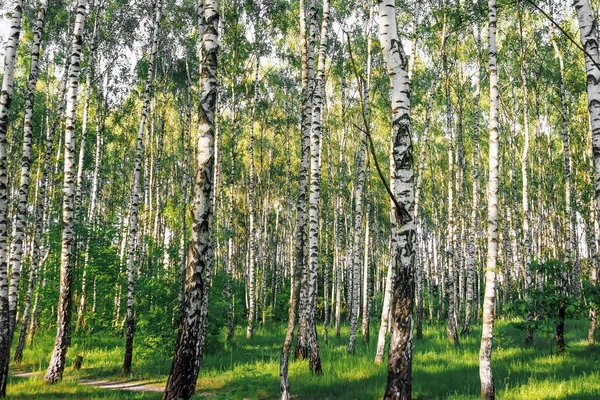 Kaunis Maisema Venäläinen Metsä Valkoiset Koivunrungot — kuvapankkivalokuva