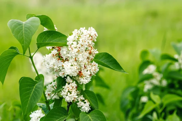 White Lilac Selective Focus Copy Space — Stock Photo, Image