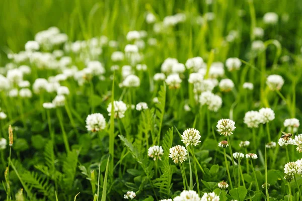 Muhteşem çayır otları yaz başında iyi bir Haziran resim için bir takvim çiçekli