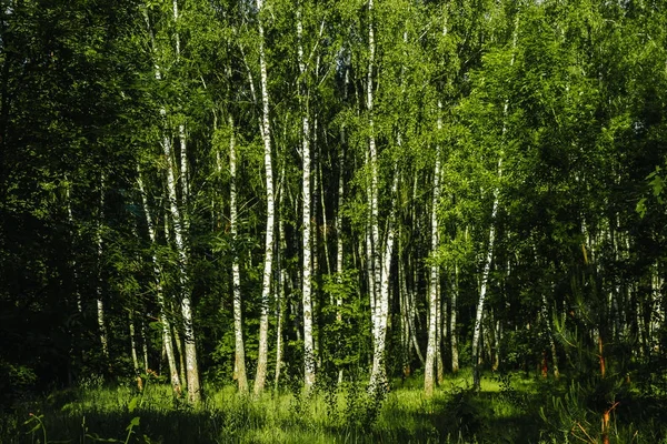 Schöne Landschaft Russischer Wald Weiße Birkenstämme — Stockfoto