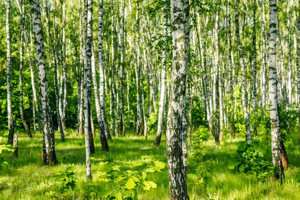 Beautiful Landscape Russian Forest White Birch Trunks — Stock Photo, Image