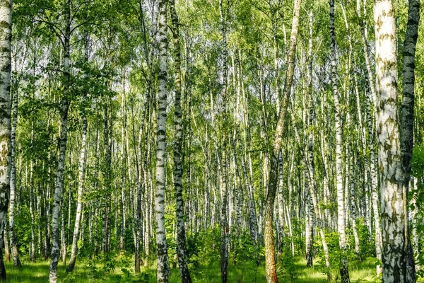 Hermoso Paisaje Bosque Ruso Troncos Abedul Blanco — Foto de Stock