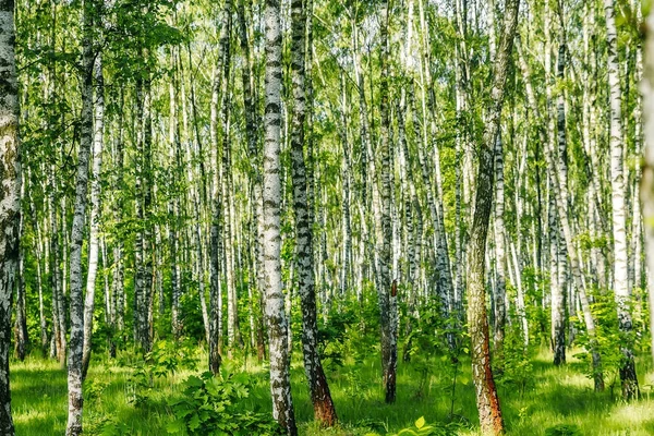 Bellissimo Paesaggio Foresta Russa Tronchi Betulla Bianca — Foto Stock