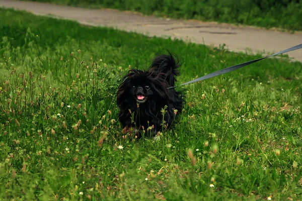 Порода Собак Пекинес Зеленой Траве — стоковое фото