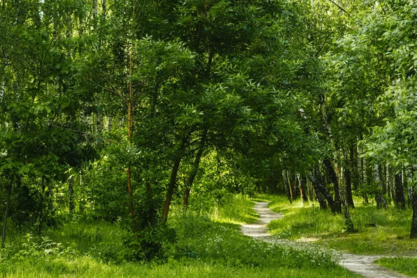 Vihreä Tunneli Bambu Todellinen Luonto Vihreä Tausta — kuvapankkivalokuva