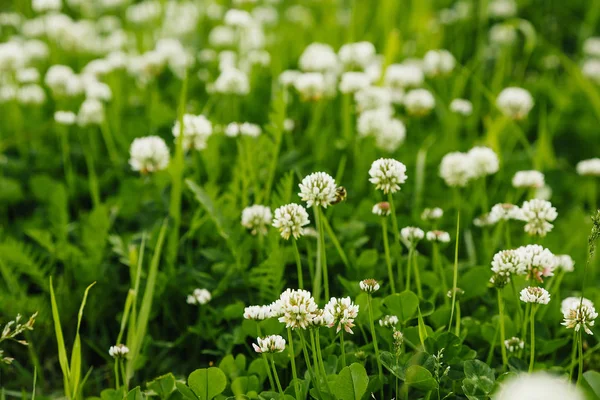 Muhteşem çayır otları yaz başında iyi bir Haziran resim için bir takvim çiçekli