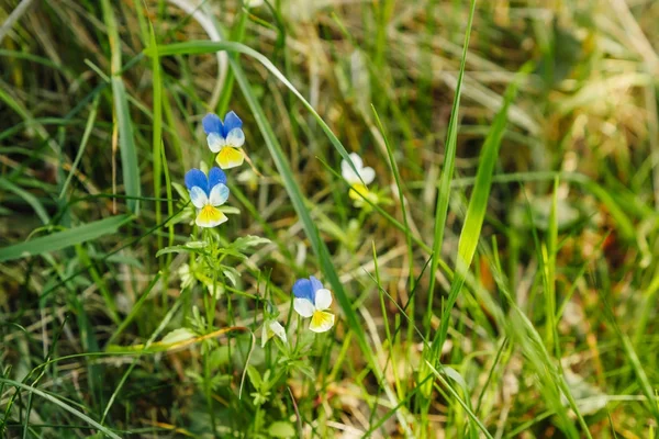 Kék Árvácska Viola Virág Kert — Stock Fotó
