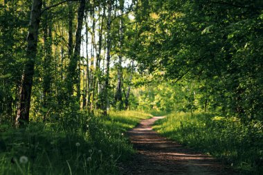 Yeşil tünel bambu gerçek doğa, yeşil arka plan.
