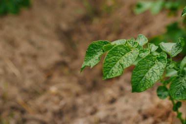 Yeşil Filiz Dünya'dan kavramı yeni bir başlangıç