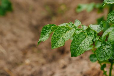 Yeşil Filiz Dünya'dan kavramı yeni bir başlangıç
