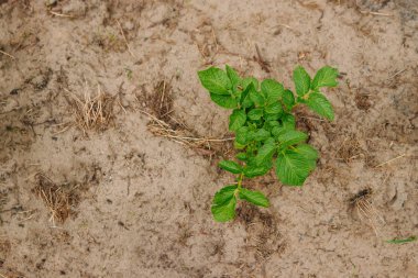 Yeşil Filiz Dünya'dan kavramı yeni bir başlangıç