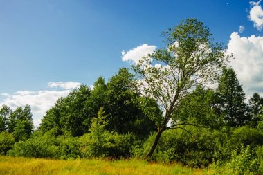 Yeşil iğne yapraklı orman, yaz doğa güneş ışığı