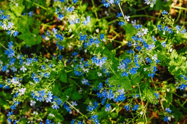 Nemophila Voorjaar Blauwe Bloemen Echte Natuur Groene Achtergrond — Stockfoto