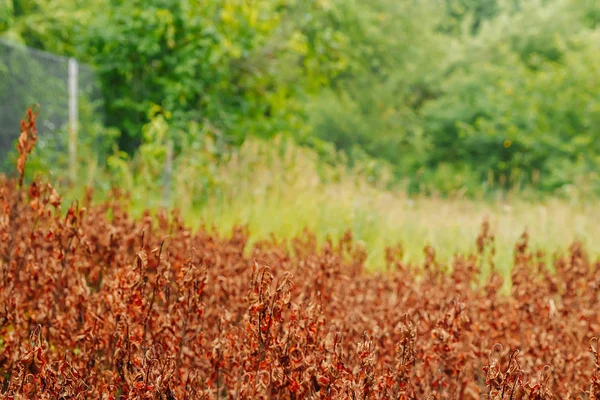 Tierra Quebrada Plantas Muertas — Foto de Stock